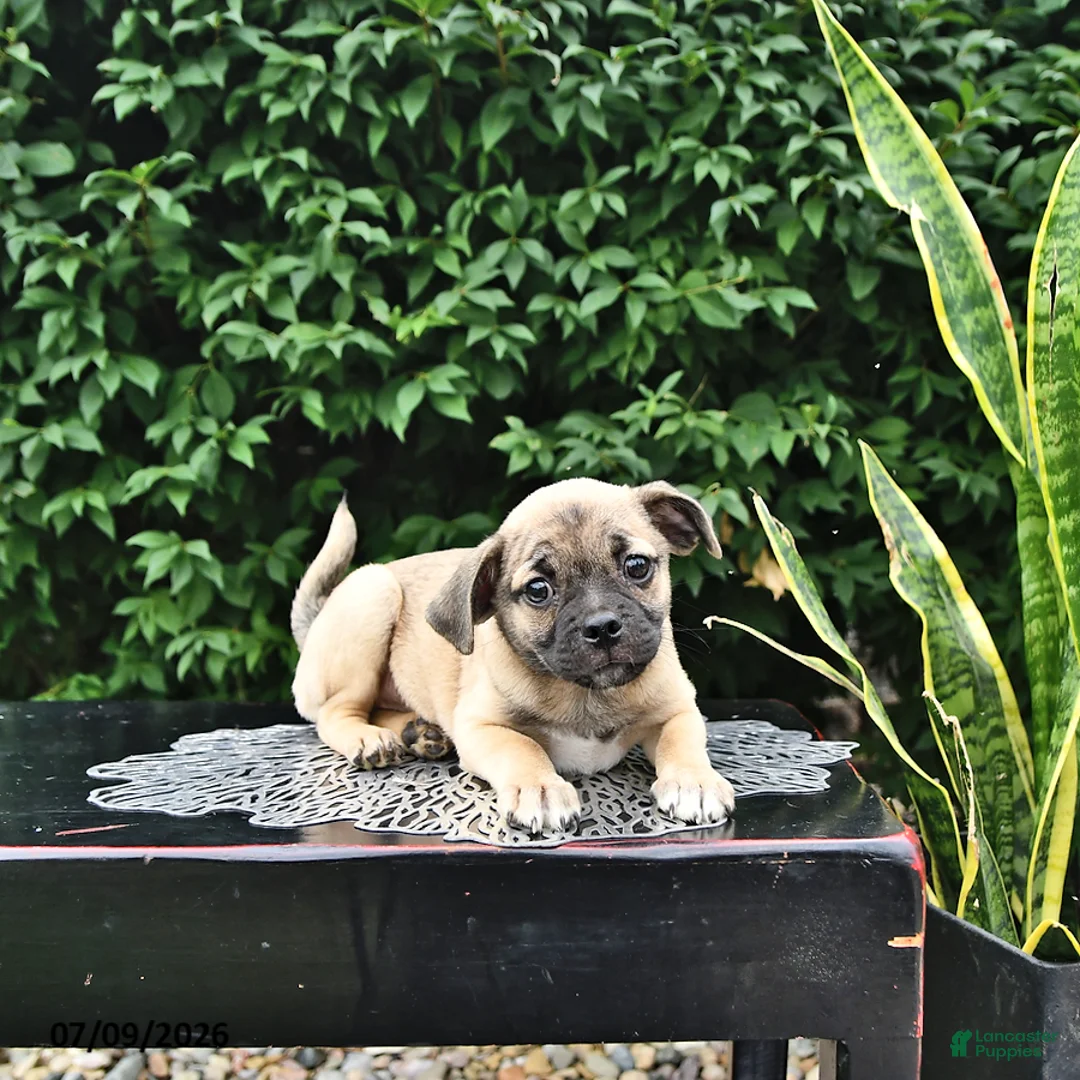Mixed Breed dogs for sale: Casper - Ad 1