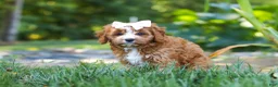 Cavapoo dogs for sale: Liberty - Ad 7