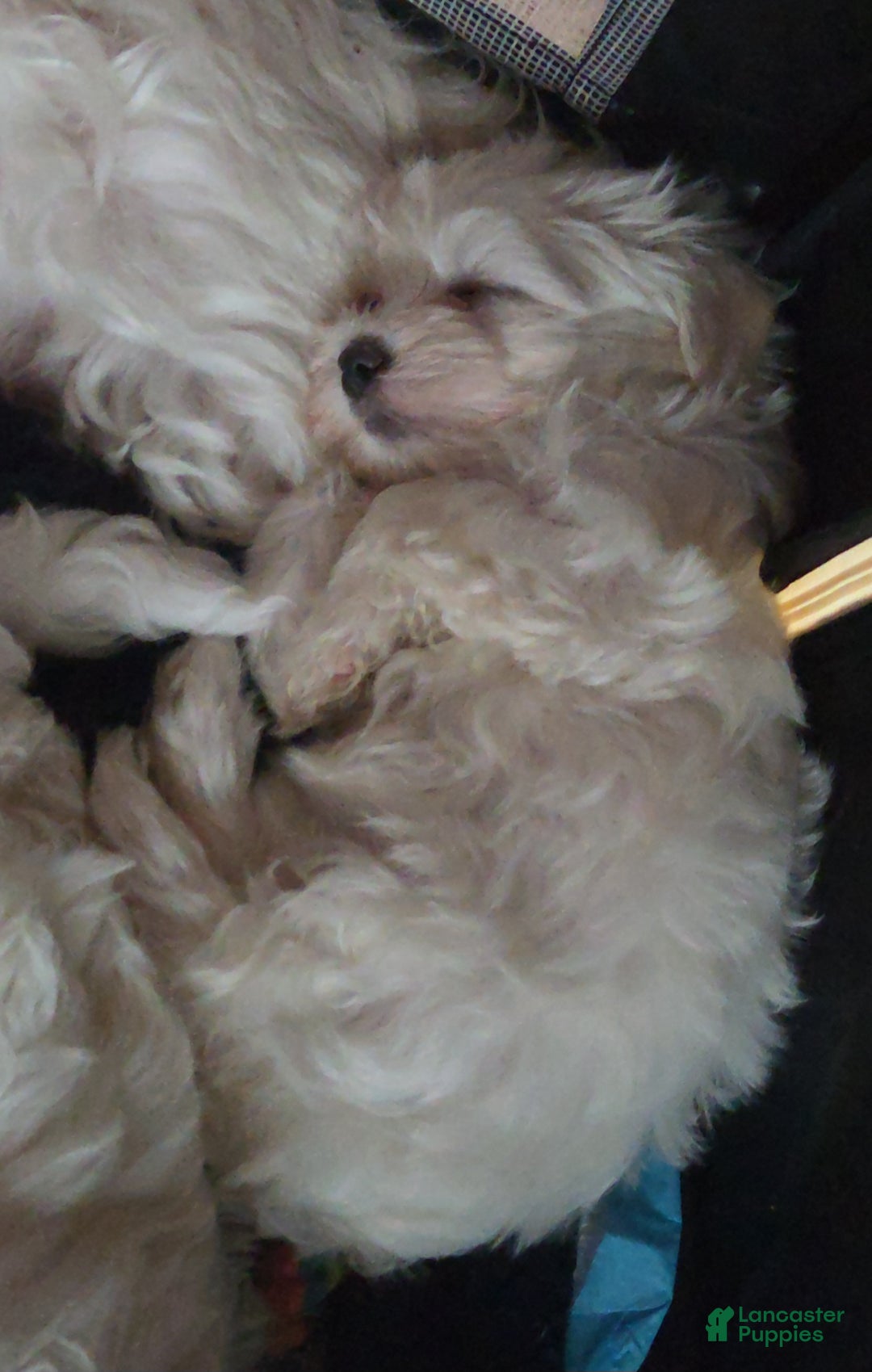 Maltese dogs for sale: Maltese Puppy 2 - Ad 1