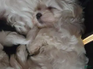 Maltese dogs Maltese Puppy 2 - Ad 3