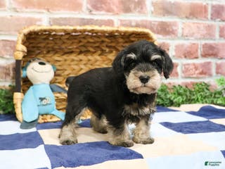 Miniature Schnauzer dogs Atlas - Ad 42