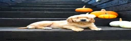 Golden Retriever dogs for sale: Maple   - Ad 2