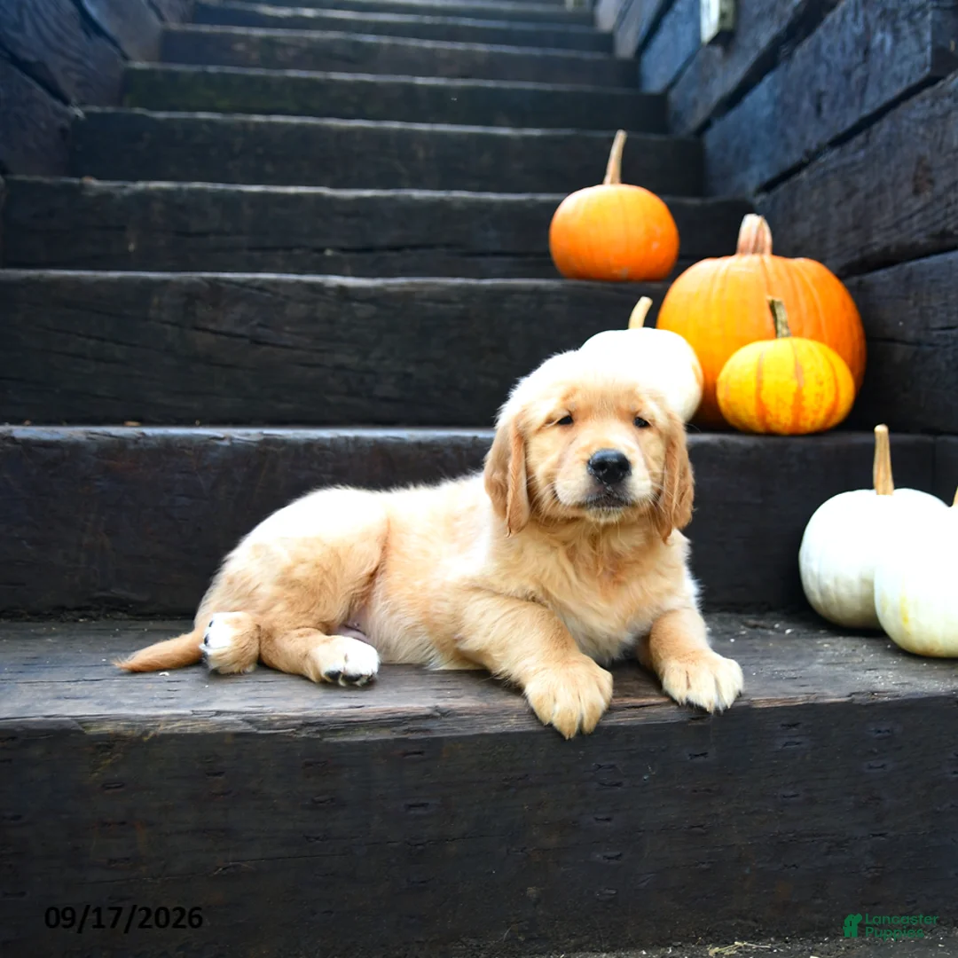 Golden Retriever dogs for sale: Maple   - Ad 2
