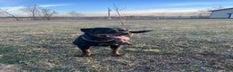 Rottweiler dogs for sale: Sindy - Ad 3