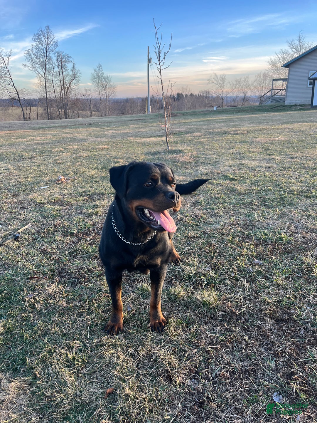 Rottweiler dogs for sale: Sindy - Ad 3