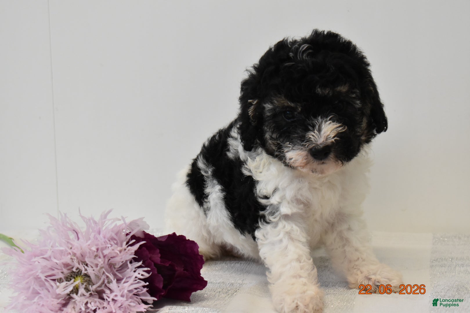 Miniature Poodle dogs Carly - Ad 12