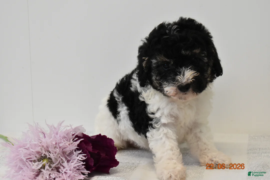 Miniature Poodle dogs for sale: Carly - Ad 1