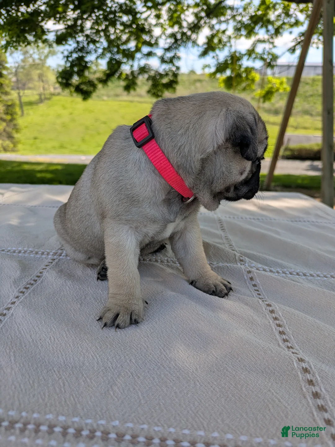 Pug dogs for sale: Lady - Ad 2