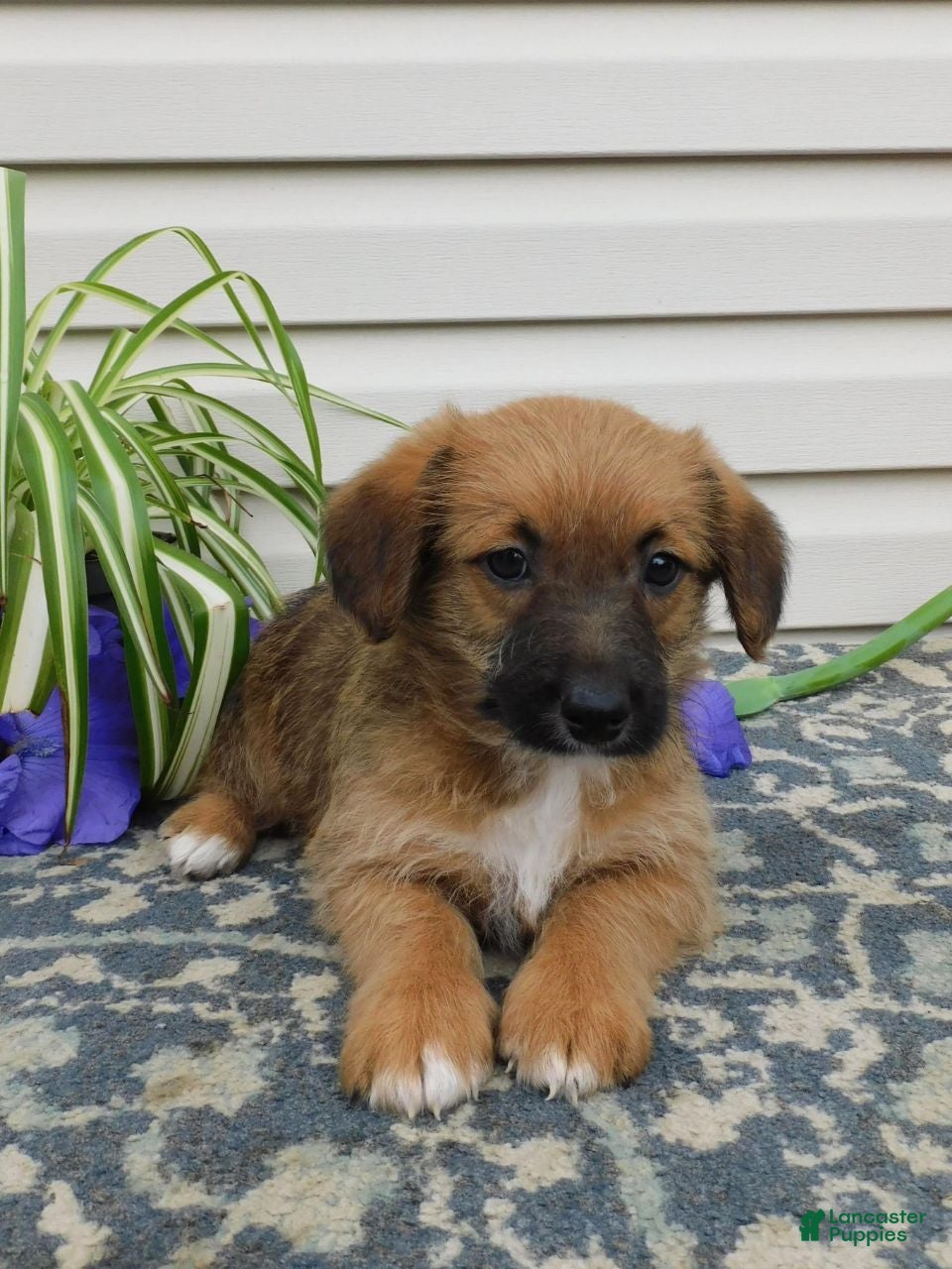Corgipoo dogs Lincoln  - Ad 2