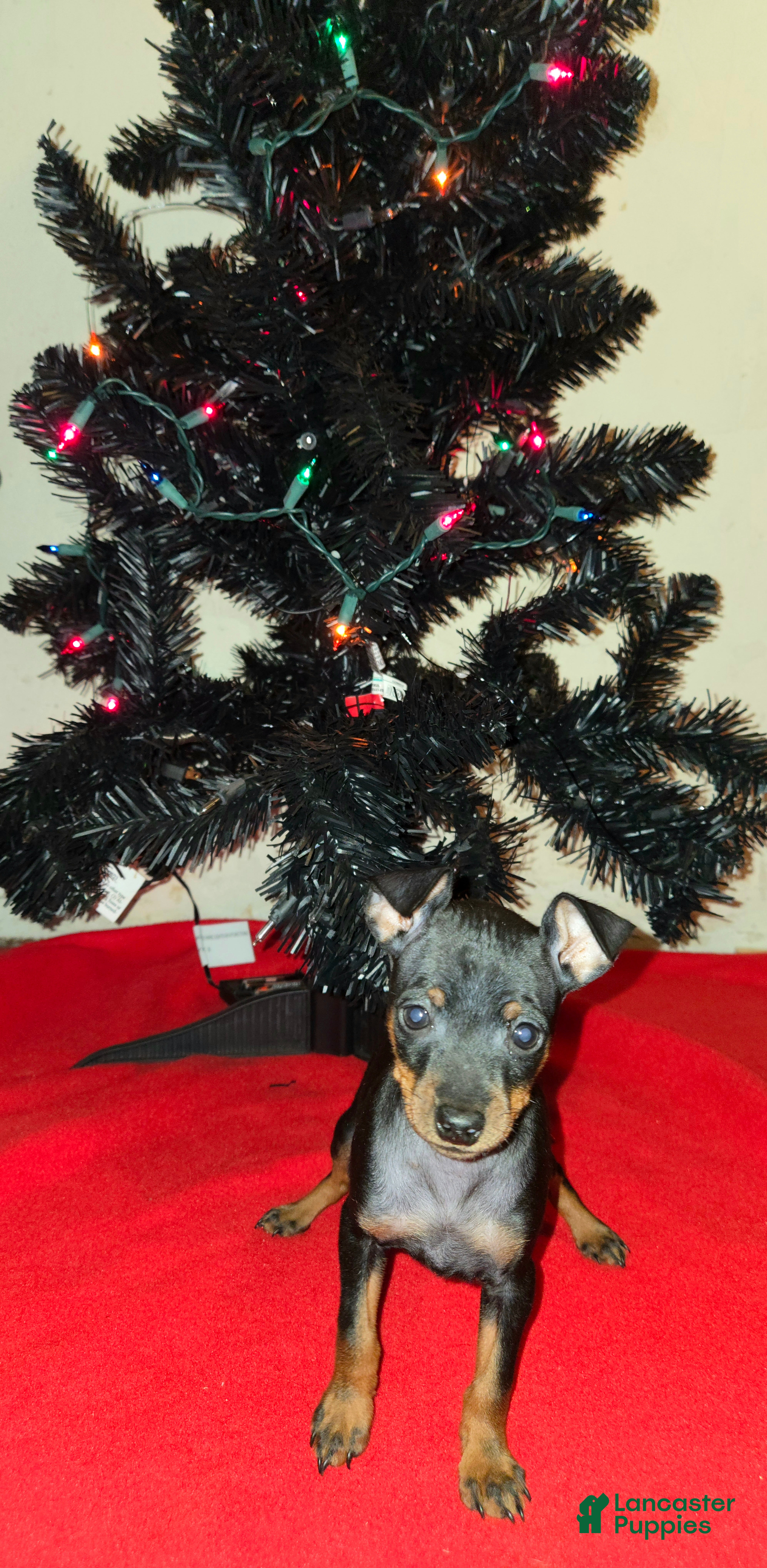 Miniature Pinscher dogs Buster - Ad 33