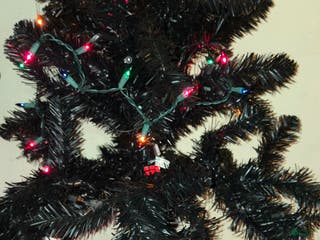 Miniature Pinscher dogs Buster - Ad 30