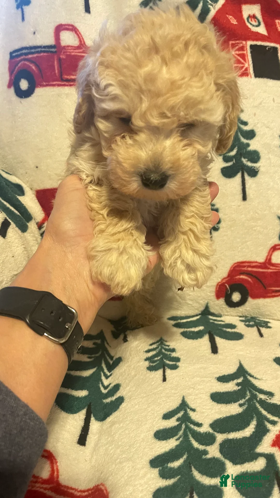 Toy Poodle dogs for sale: Toy Poodle Puppy 1 - Ad 10