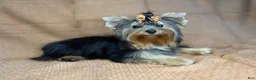 Yorkshire Terrier dogs for sale: Hershey - Ad 11