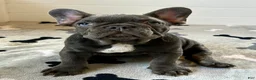 French Bulldog dogs for sale: Rex - Ad 8