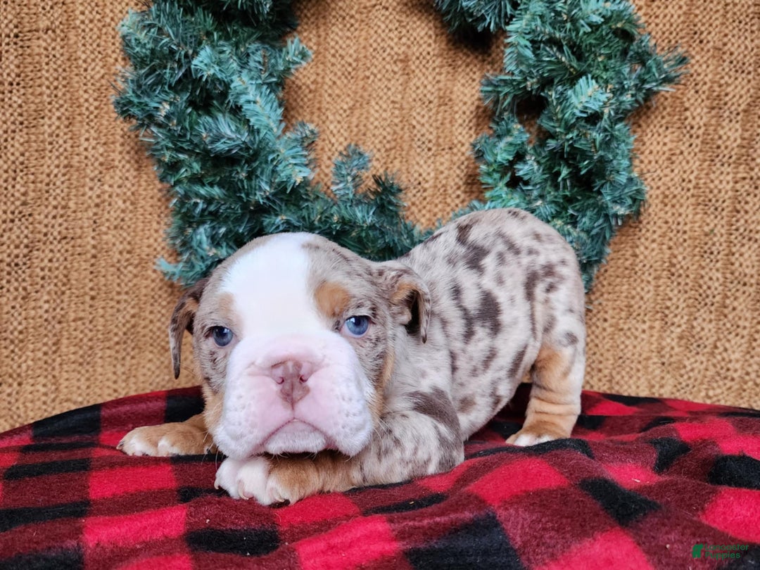 English Bulldog dogs for sale: Fletch - Ad 16