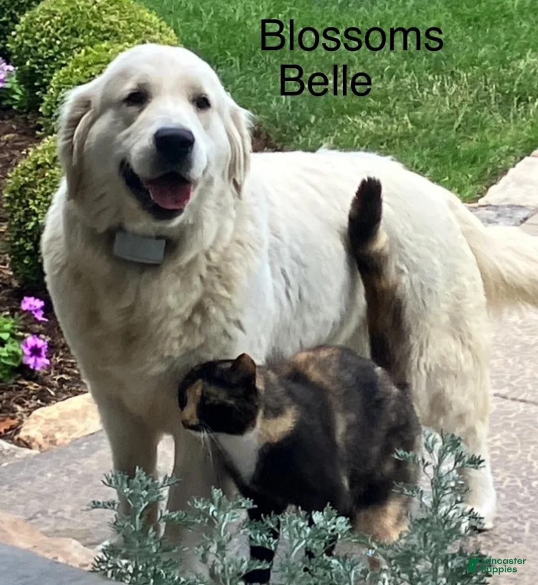 Golden Retriever dogs for sale: Golden Retriever Alphie/light blue - Ad 2