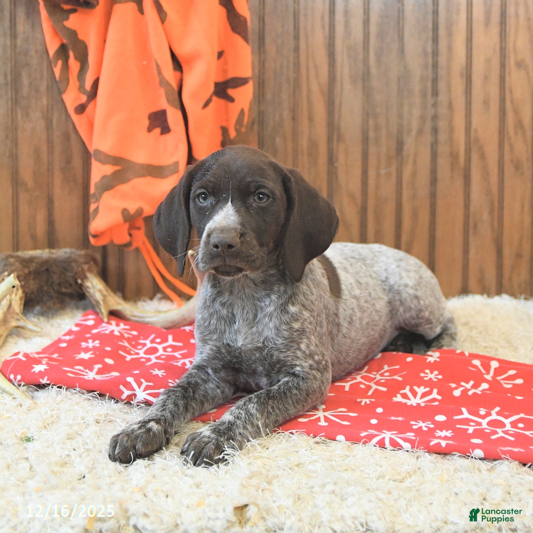 German Shorthaired Pointer dogs for sale: Dixie - Ad 4