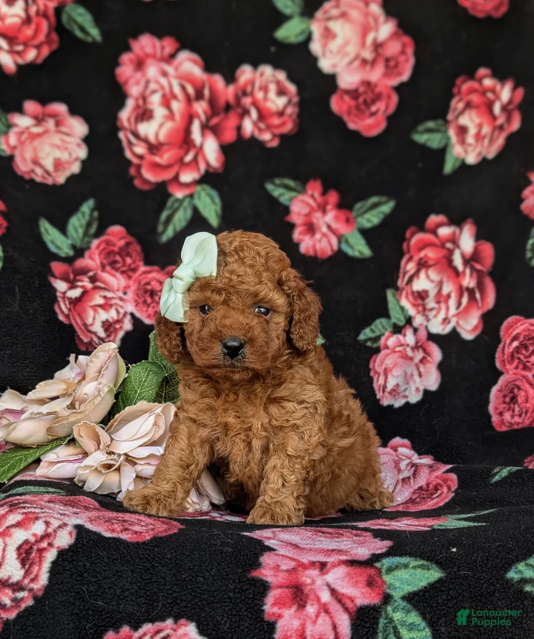 Miniature Poodle dogs for sale: Stephie - Ad 2