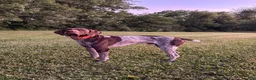 German Shorthaired Pointer dogs for sale: Julie - Ad 4