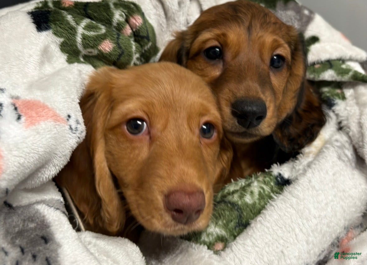 Miniature Dachshund dogs Vinny G  - Ad 2