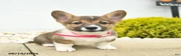 Welsh Corgi Pembroke dogs for sale: Beauty  - Ad 2