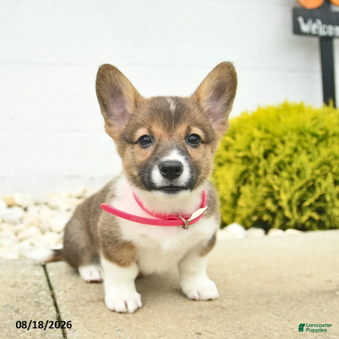 Welsh Corgi Pembroke dogs for sale: Beauty  - Ad 2