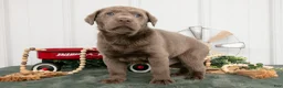 Labrador Retriever dogs for sale: Brutus - Ad 3