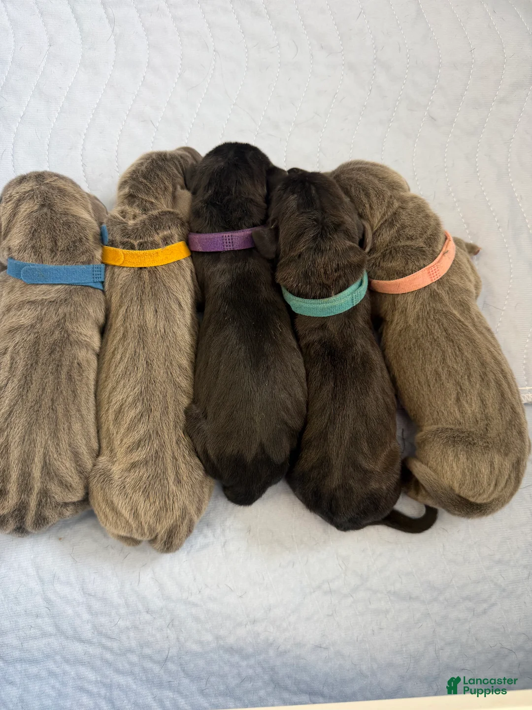 Great Dane dogs for sale: Yellow Great Dane Girl 2 - Ad 7