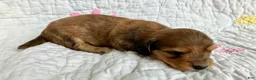 Miniature Dachshund dogs for sale: Coco Bean of St. Wiggles - Ad 8