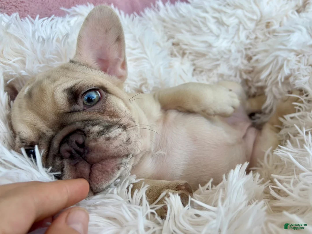 French Bulldog dogs for sale: French Bulldog Puppy 1 - Ad 2
