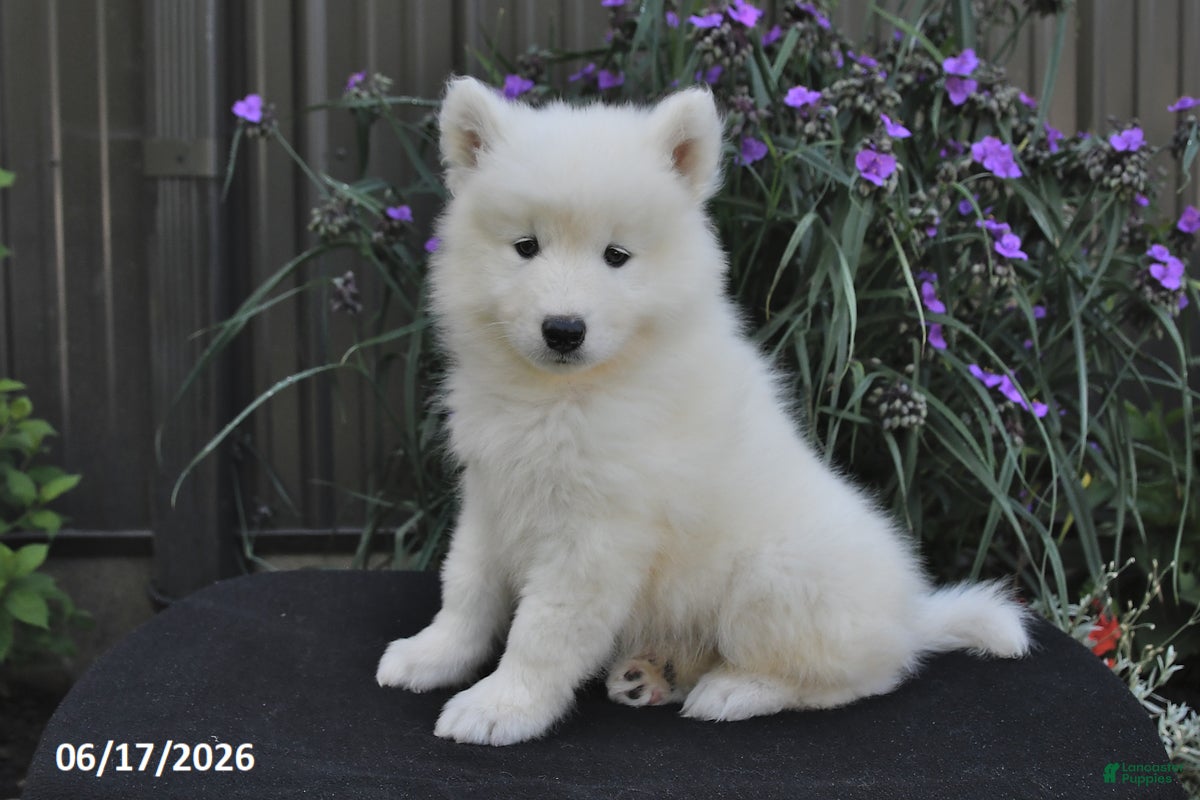 Samoyed dogs Rover - Ad 1