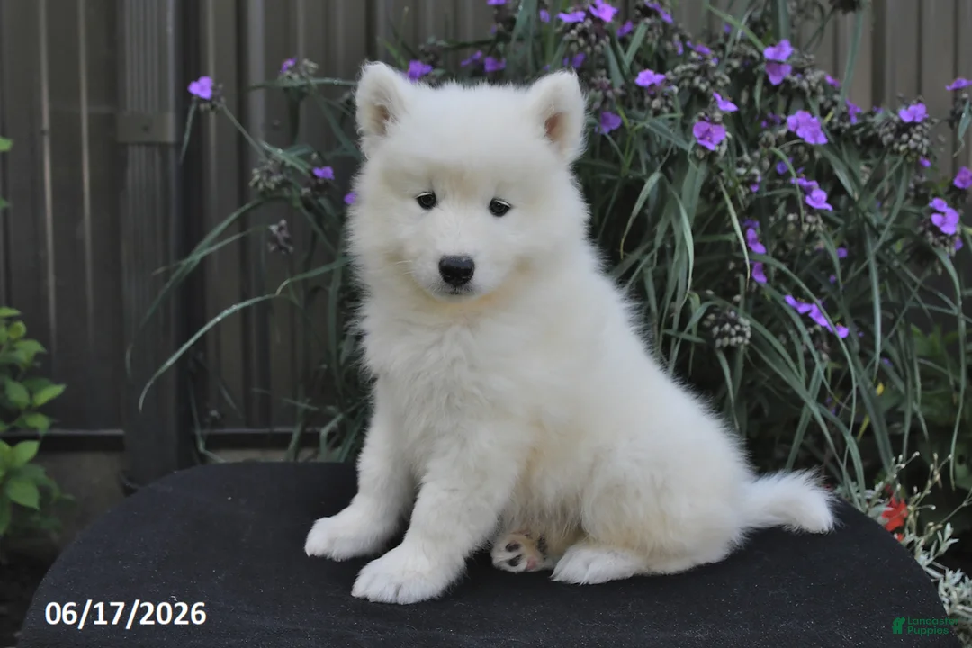 Samoyed dogs for sale: Rover - Ad 1