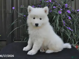 Samoyed dogs for sale: Rover - Ad 4