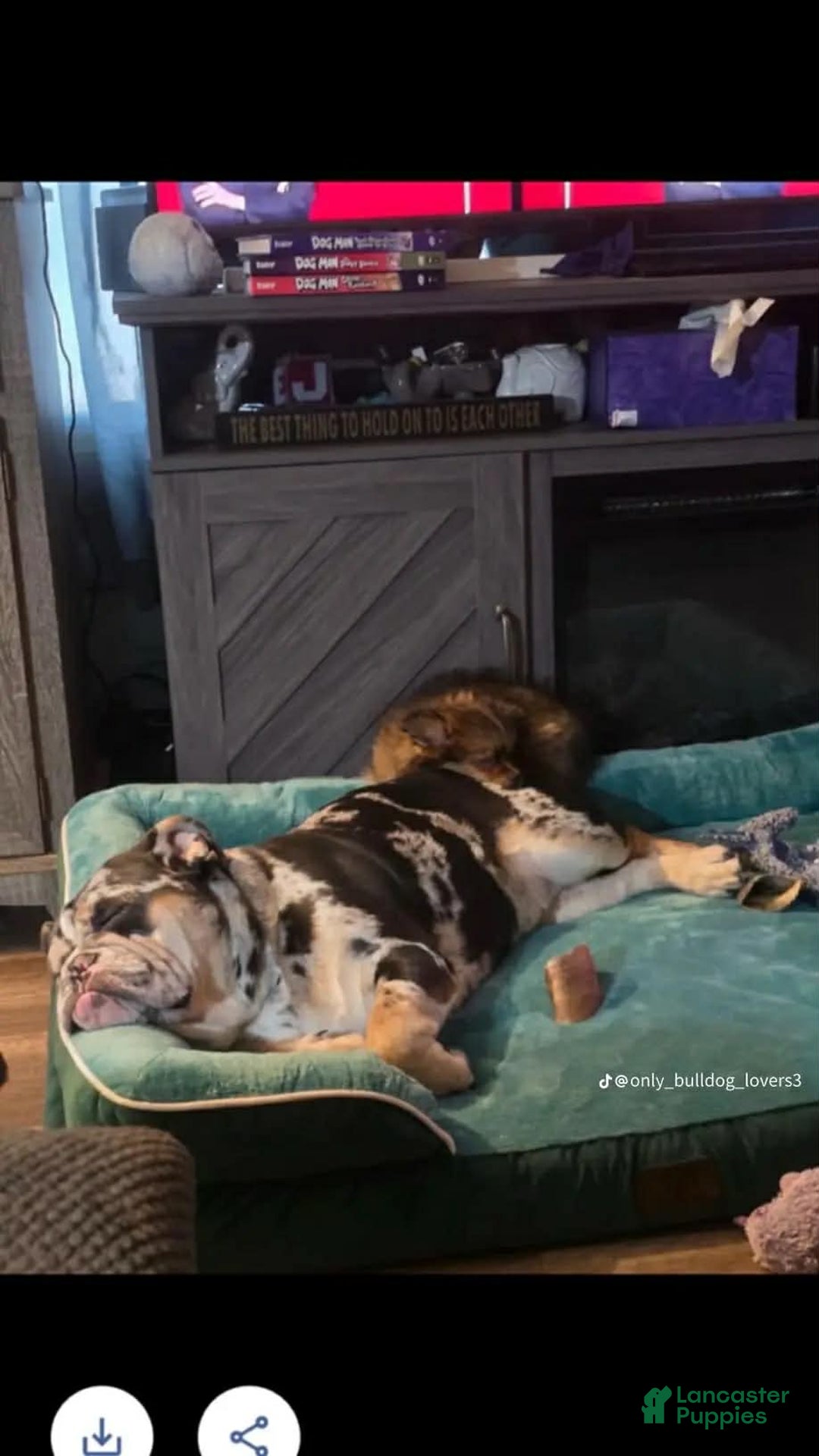 English Bulldog dogs for sale: English Bulldog Puppy 1 - Ad 2