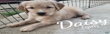 Daisy AKC