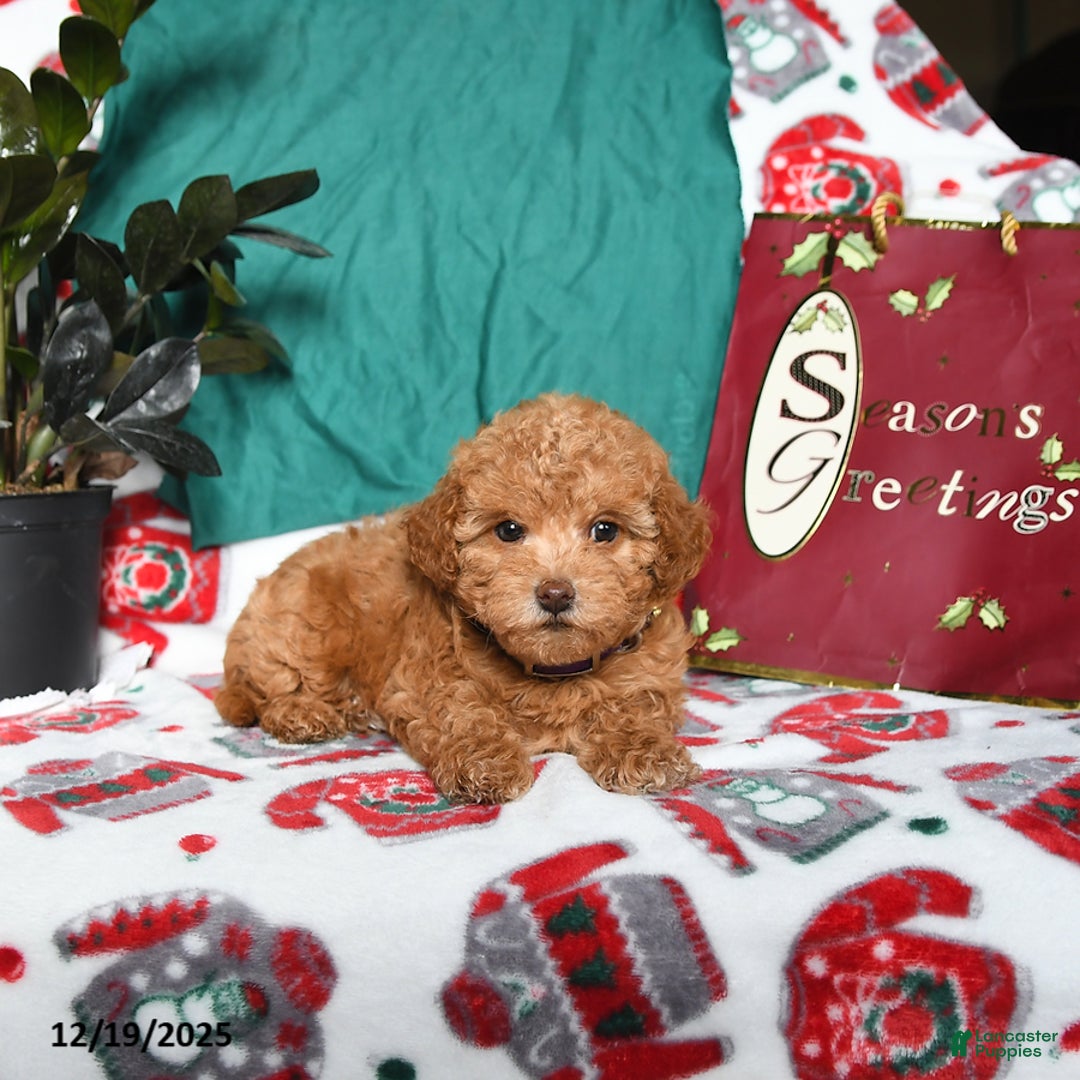 Maltipoo dogs for sale: Molly - Ad 3