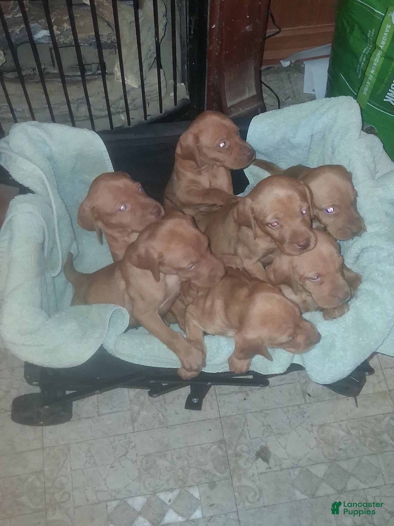 Vizsla dogs Vizsla Puppy 1 - Ad 16