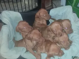 Vizsla dogs Vizsla Puppy 1 - Ad 16