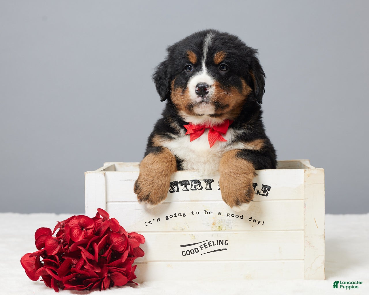 Bernese Mountain Dog dogs Franky - Ad 13