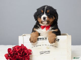 Bernese Mountain Dog dogs Franky - Ad 25