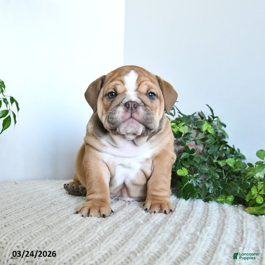 English Bulldog dogs Tessa - Ad 1