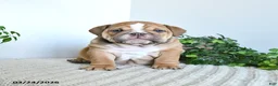 English Bulldog dogs for sale: Tessa - Ad 1