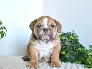 English Bulldog dogs for sale: Tessa - Ad 3