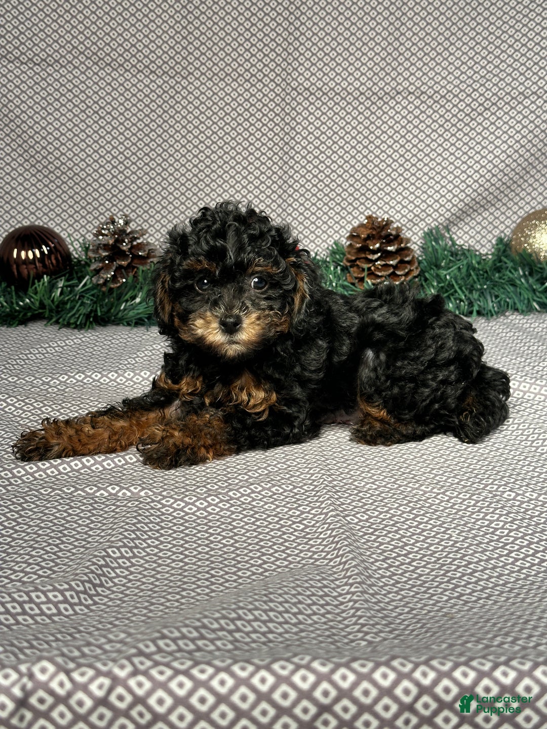 Miniature Poodle dogs for sale: Olive - Ad 4