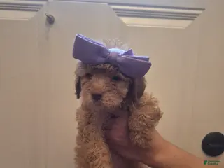 Goldendoodle dogs for sale: Puppy 4 - Ad 2