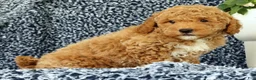 Mini Goldendoodle dogs for sale: Vinny - Ad 7