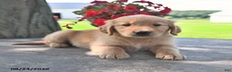 Golden Retriever dogs for sale: Tilly - Ad 3