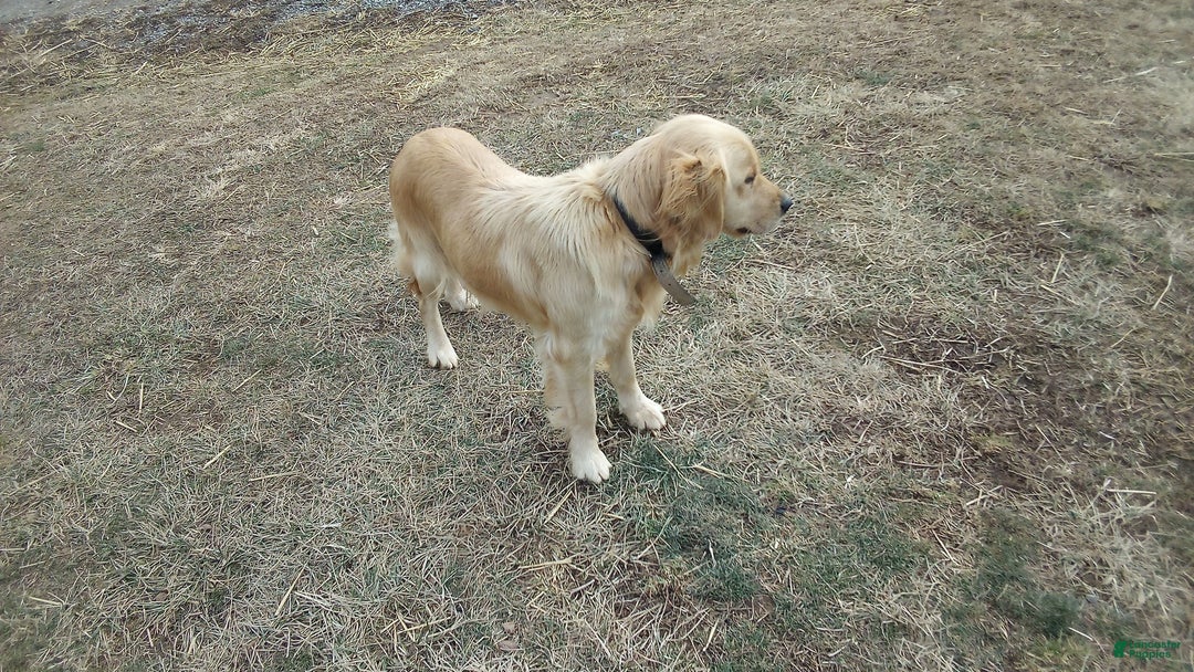 Mixed Breed dogs for sale: Charlie  - Ad 3