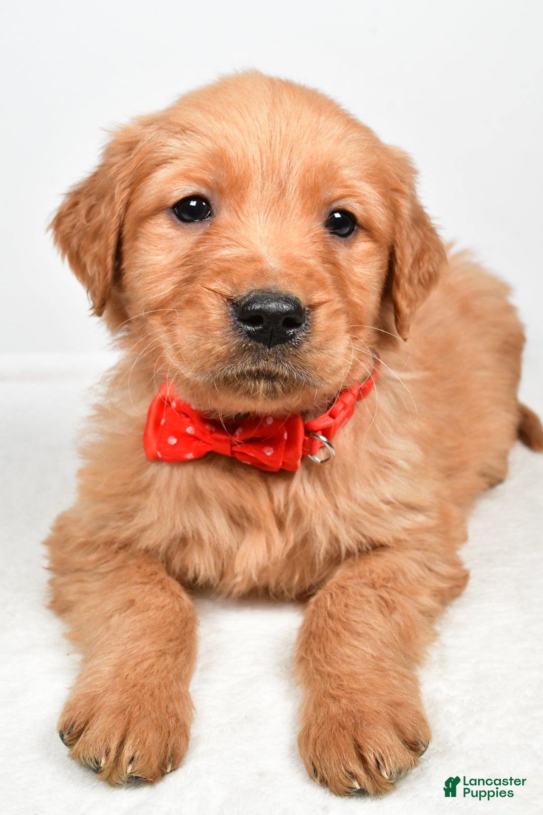 Golden Retriever dogs for sale: Kenny - Ad 4