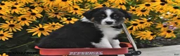 Australian Shepherd dogs for sale: Joy - Ad 3